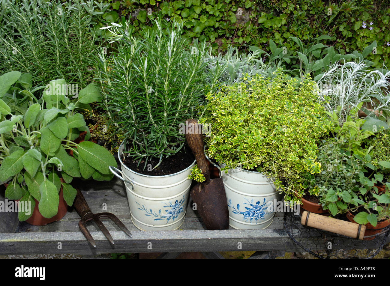 Several herbs in pots Stock Photo