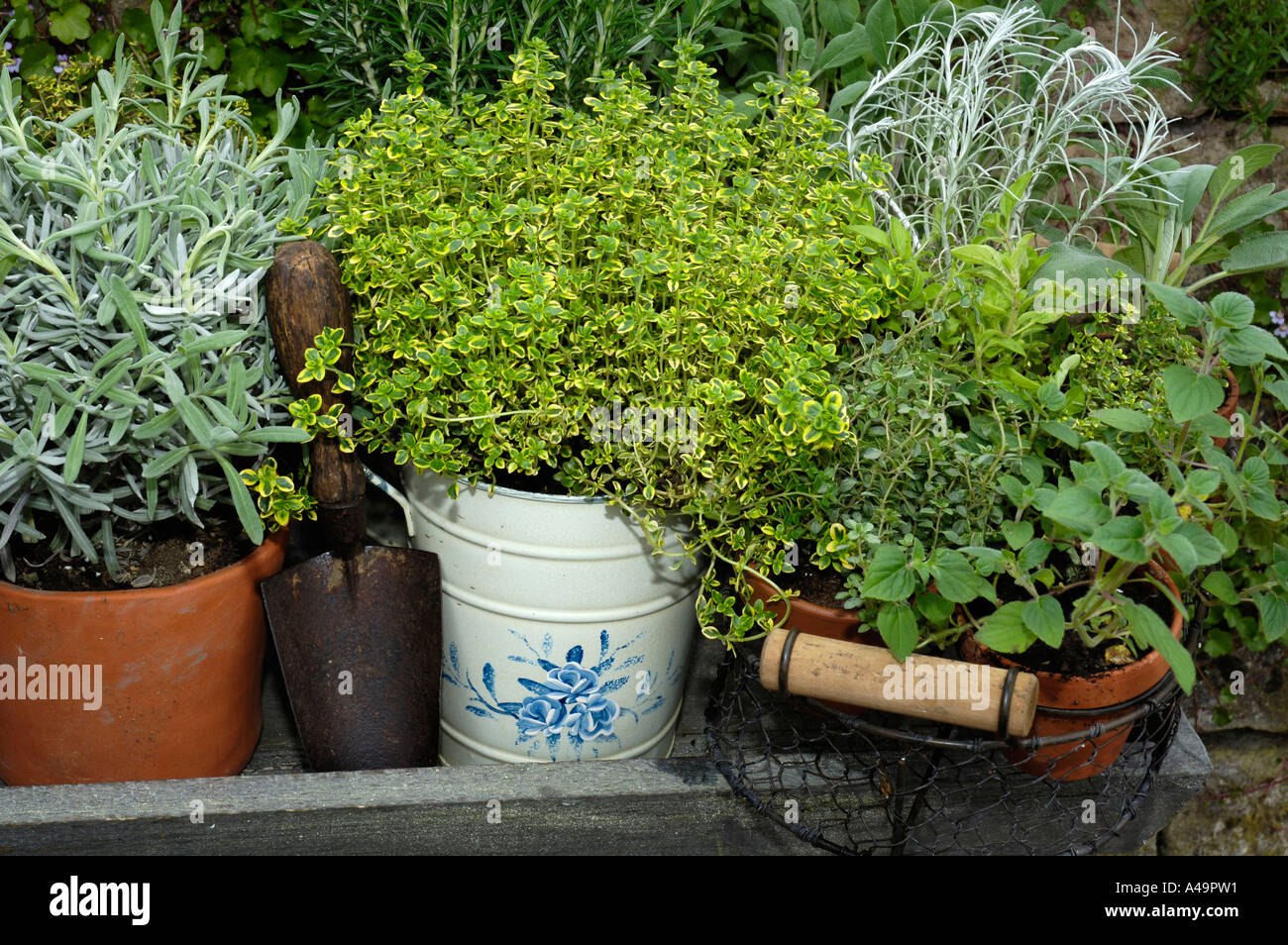 Several herbs in pots Stock Photo