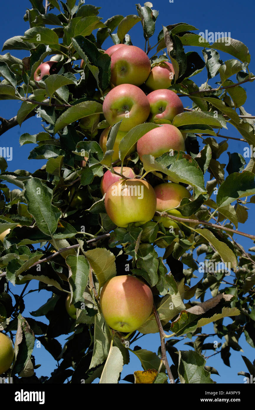 Apple / Jonagold Jonica Stock Photo Alamy