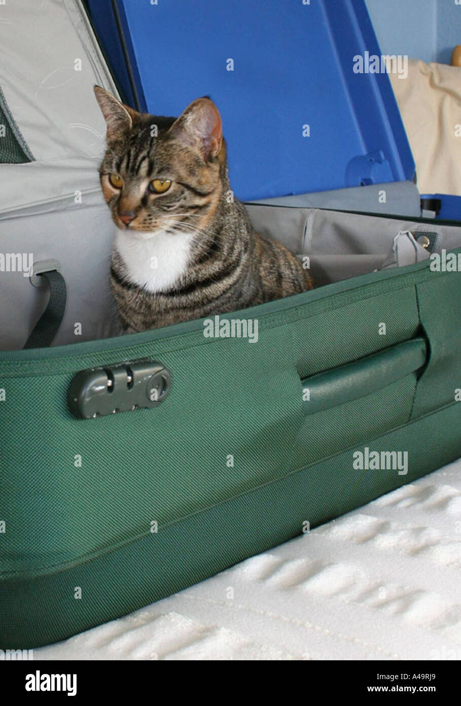 Tortoiseshell cat sitting suitcase hires stock photography and images