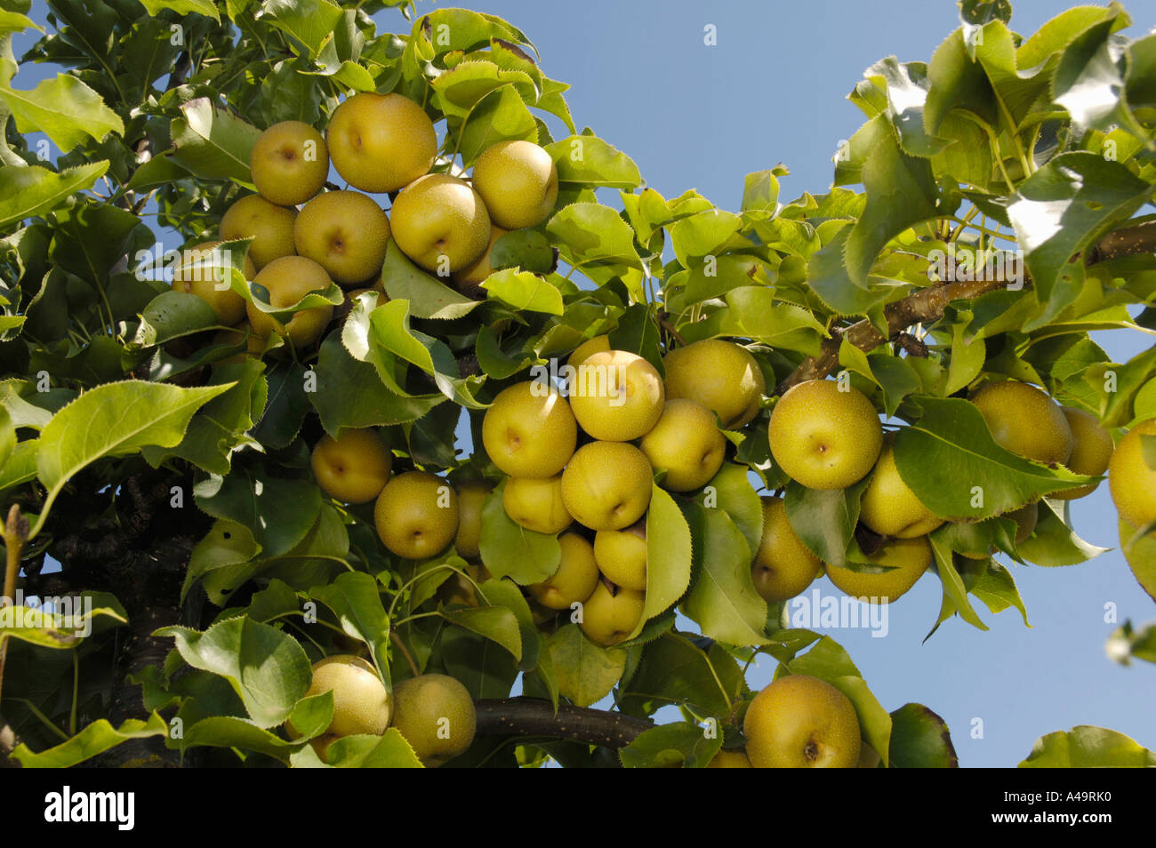 Asian Pear / Chinese Pear / Shinko Stock Photo