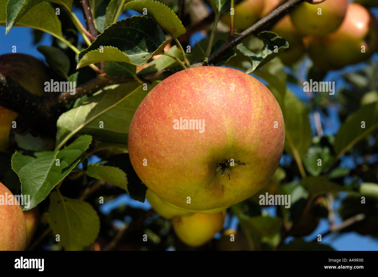 Apple / Rubinette Stock Photo