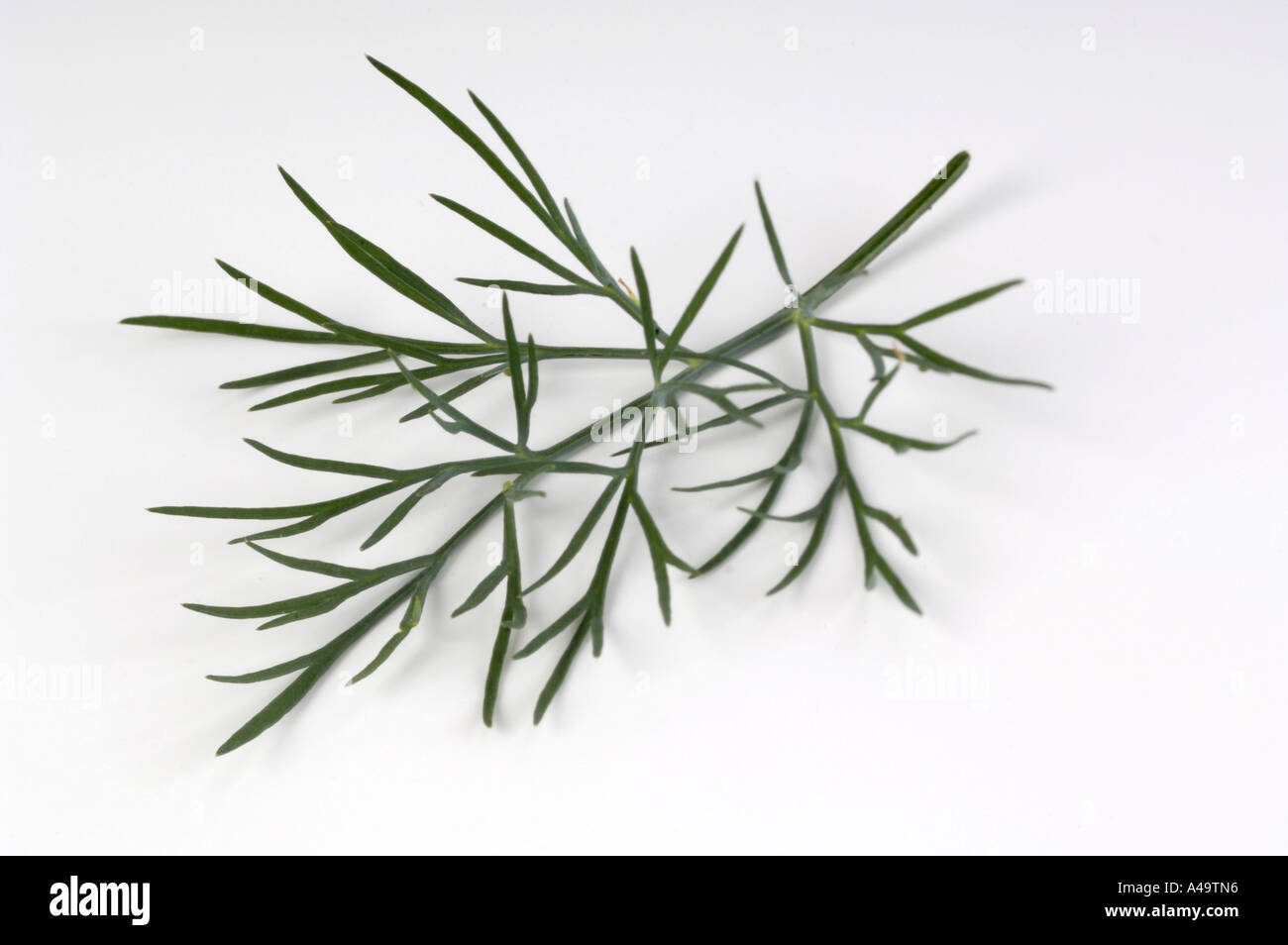 Dill Stock Photo