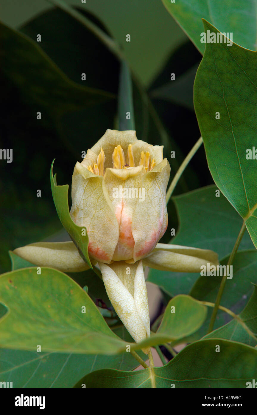 Upright tulip tree hi-res stock photography and images - Alamy