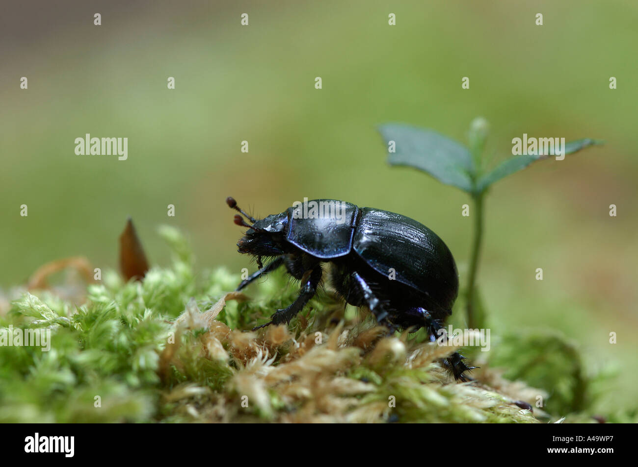 Earth-Boring Dung Beetle / Dor Beetle Stock Photo