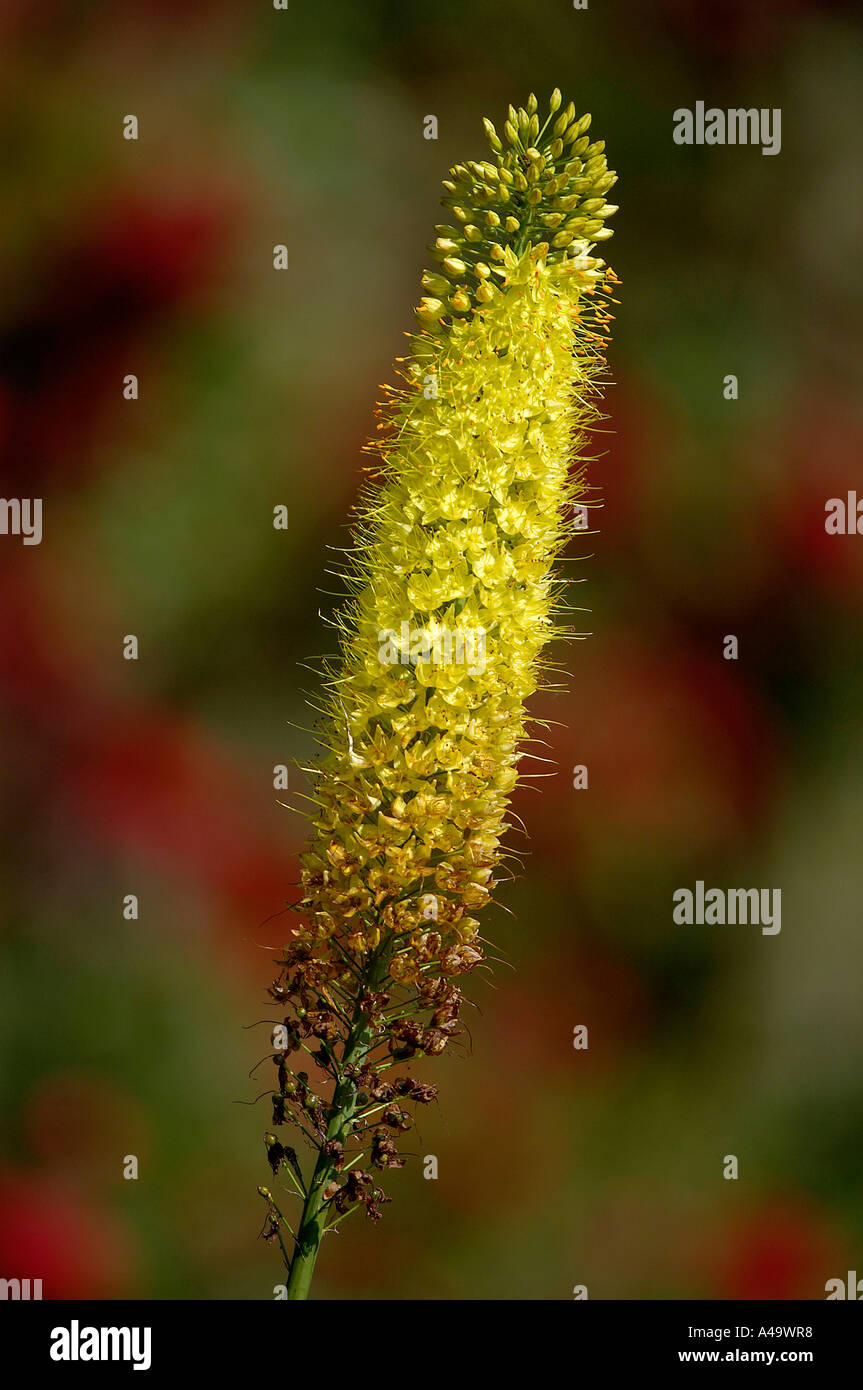 Foxtail Lily Stock Photo