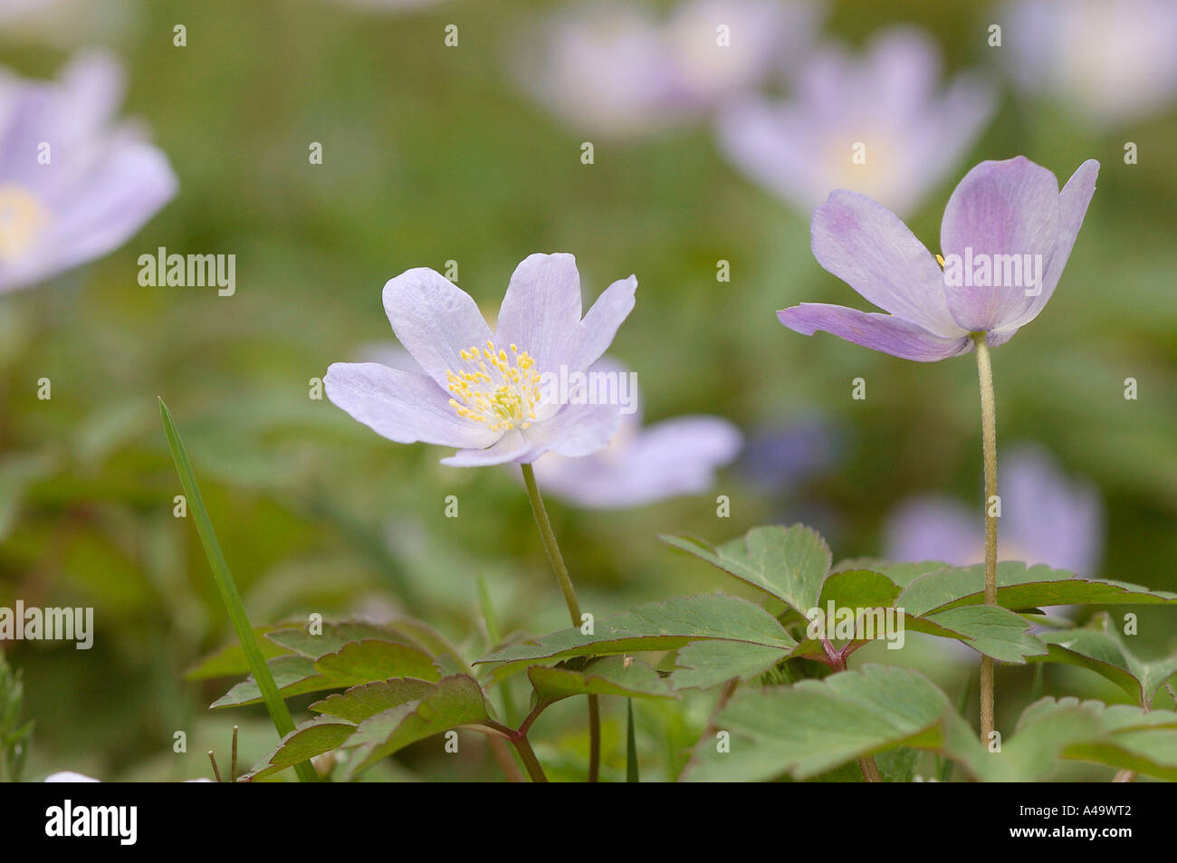 Anemone robinsoniana hires stock photography and images Alamy