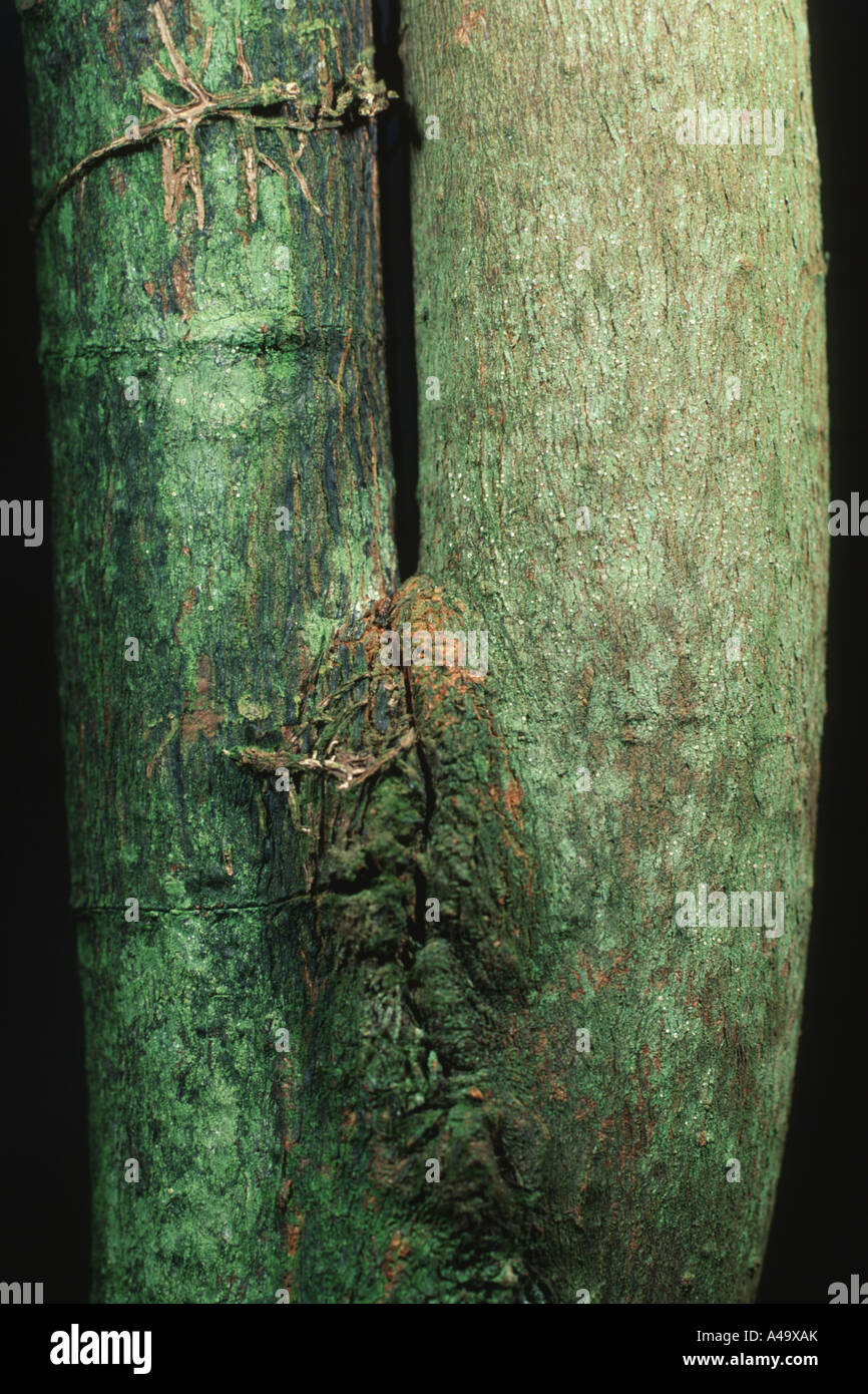 Quinine, Quinine Bark, Red Quinine, Red Quinine Bark (Cinchona pubescens, Cinchona succiruba