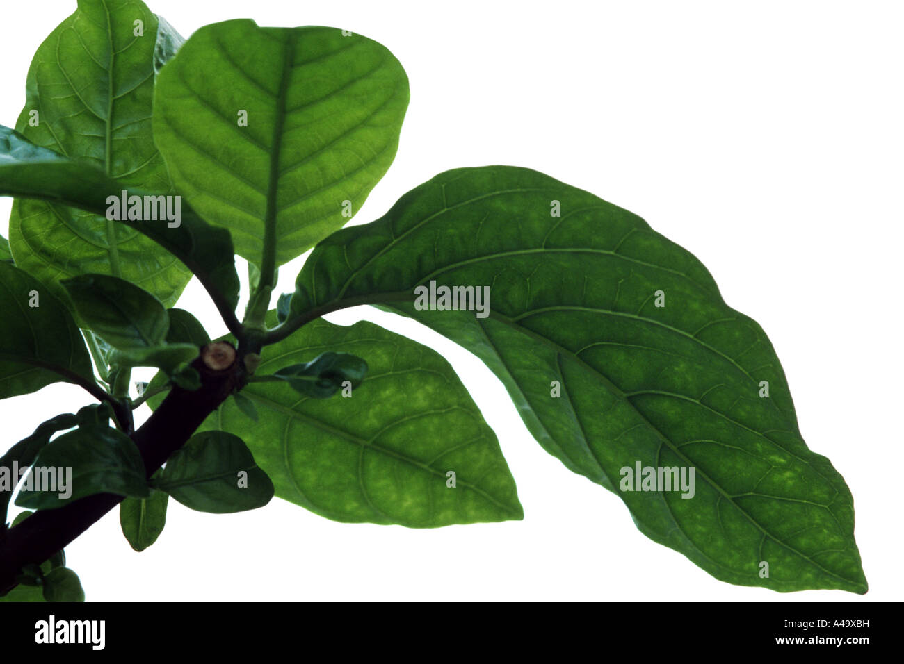 Peruvian bark, Quinine, Quinine Bark, Yellow Quinine, Yellow Quinine