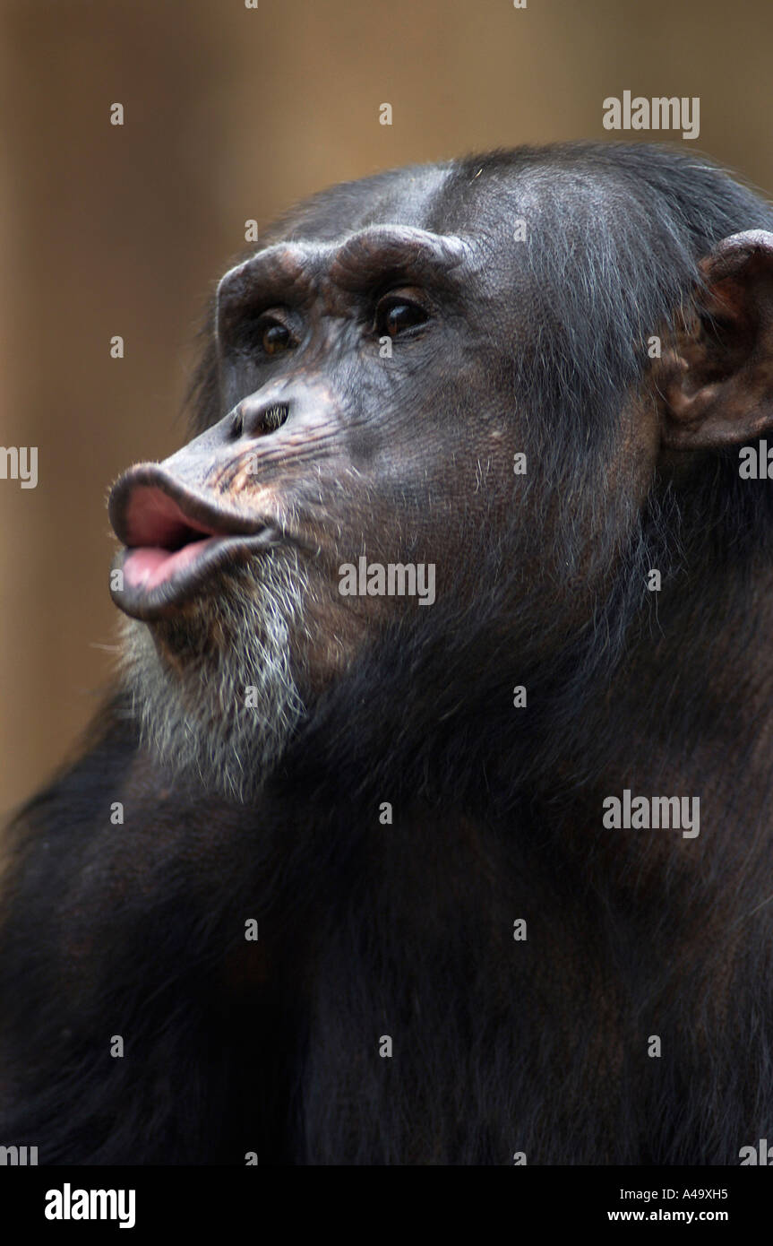 Chimpanzee / Chimpy Stock Photo - Alamy