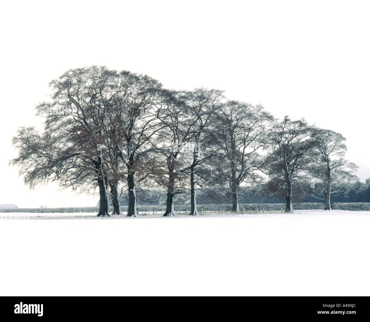 Beech trees in snow Stock Photo