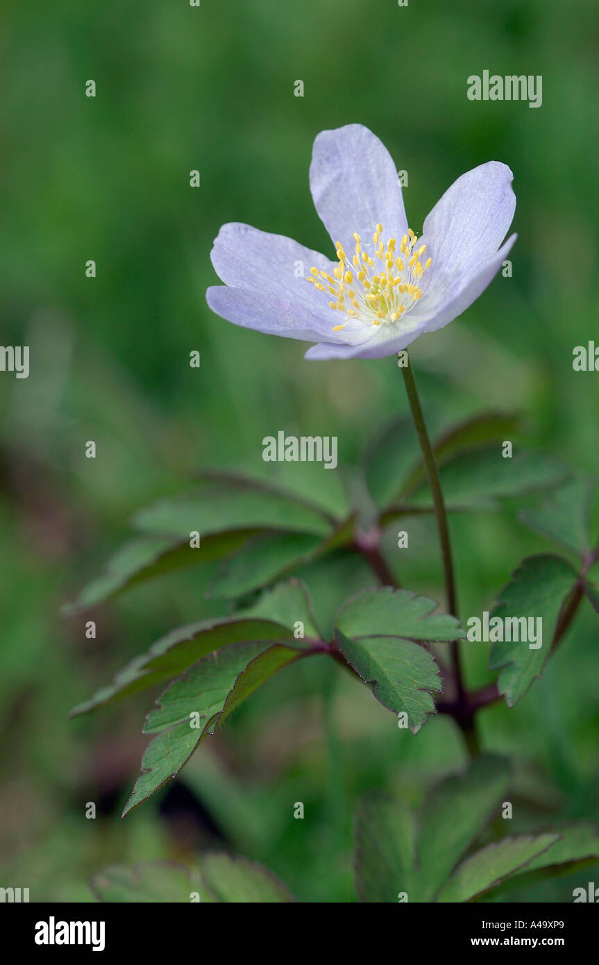 Anemone nemorosa robinsoniana hires stock photography and images Alamy