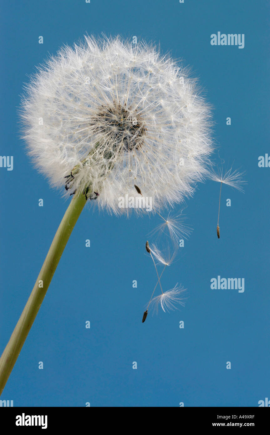 Upright dandelion hi-res stock photography and images - Alamy