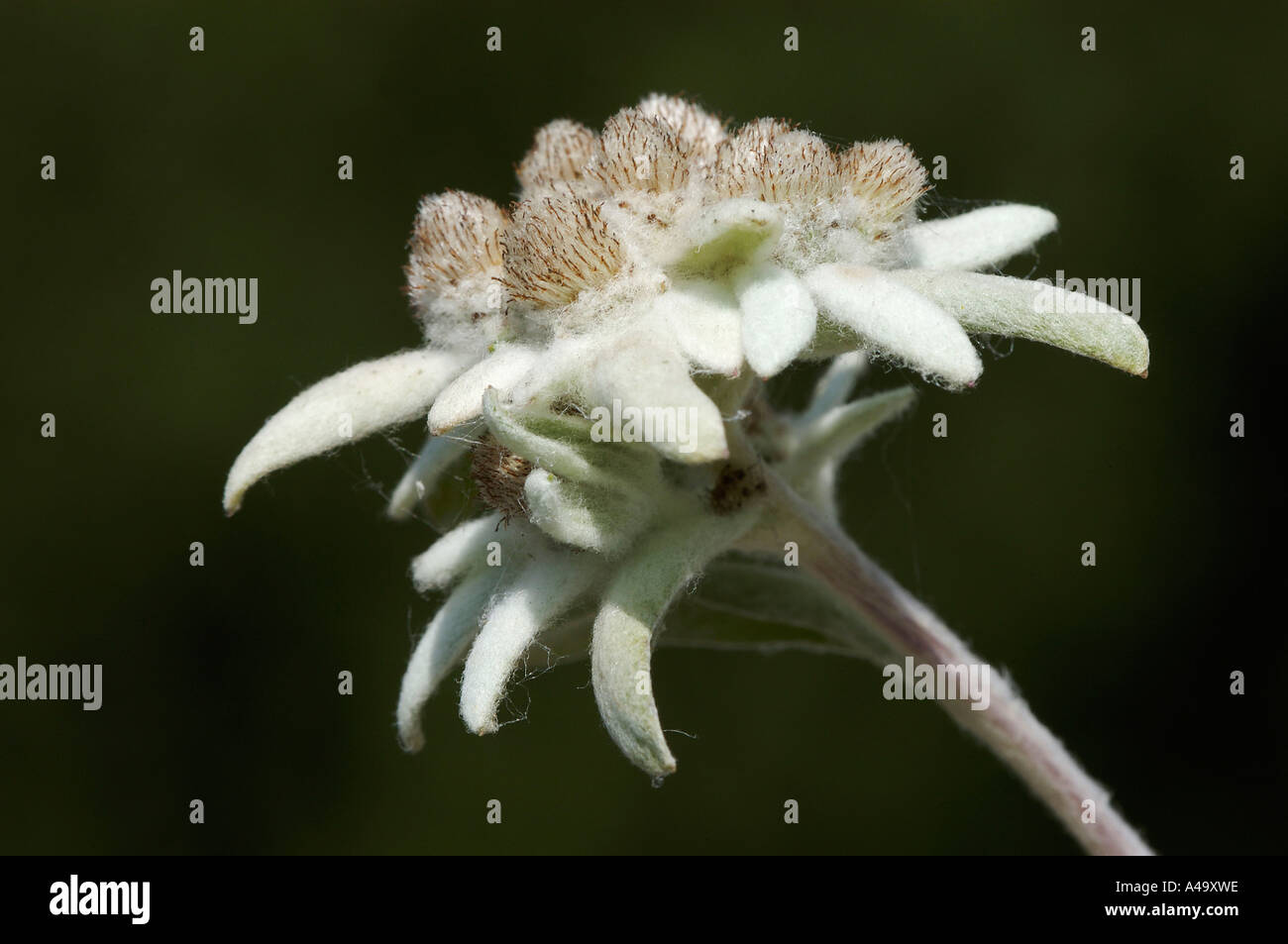 Edelweiss Stock Photo