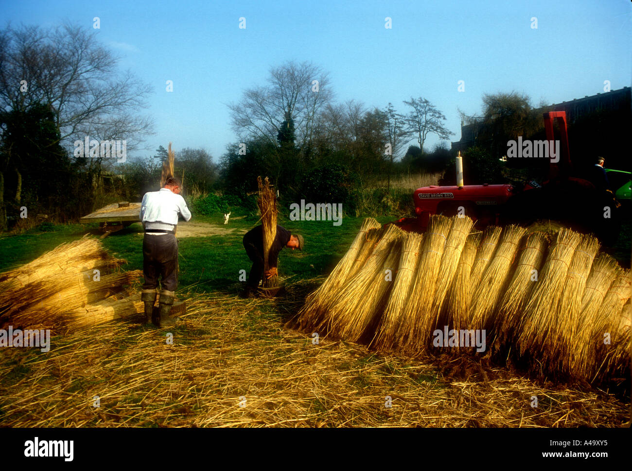 Men cutting reeds for thatching at Blythburgh in Suffolk UK Stock Photo ...