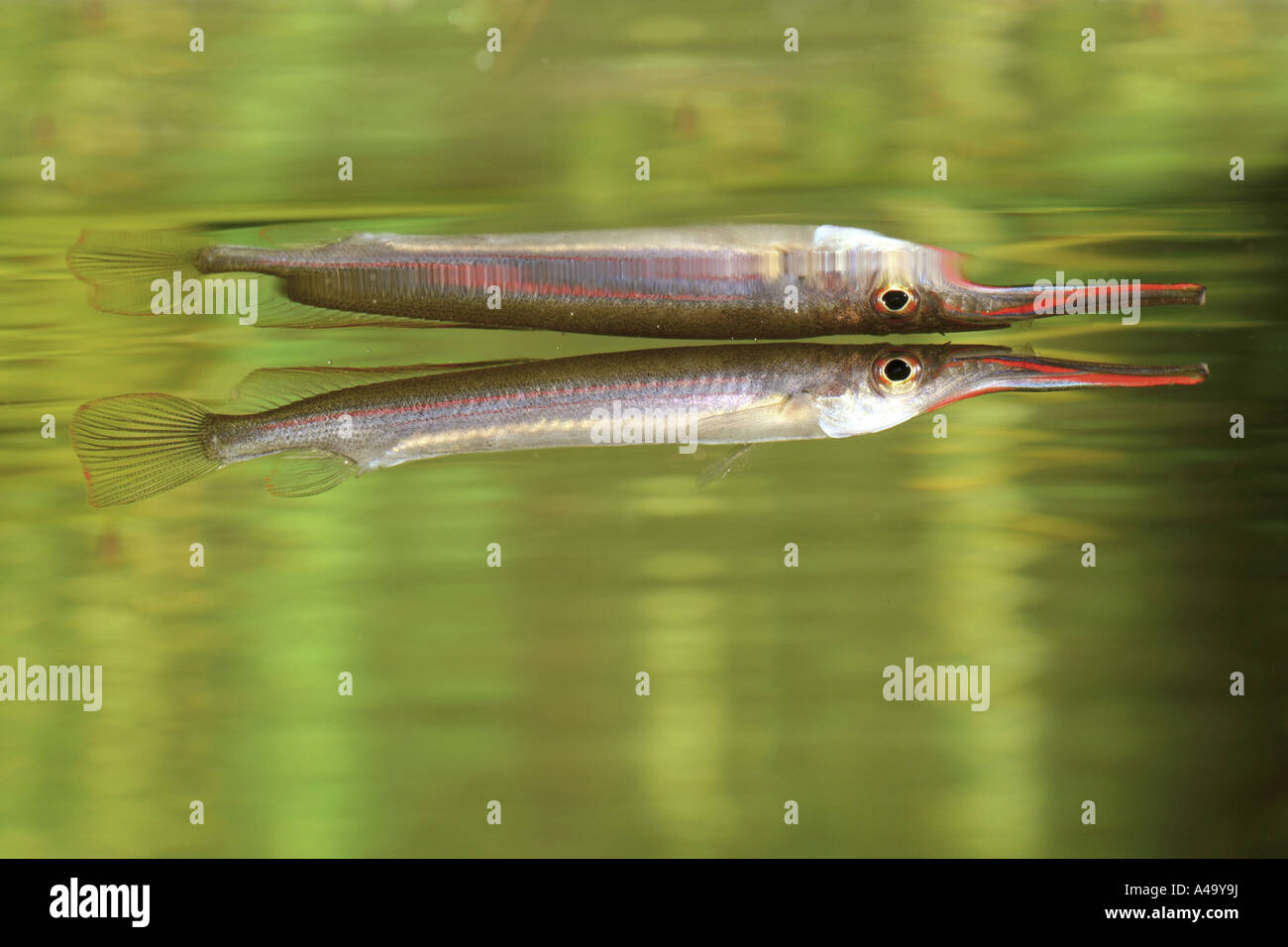 Long Finned Halfbeak,  Slim Halfbeak (Hemirhamphodon phaiosoma), beneath the water surface Stock Photo