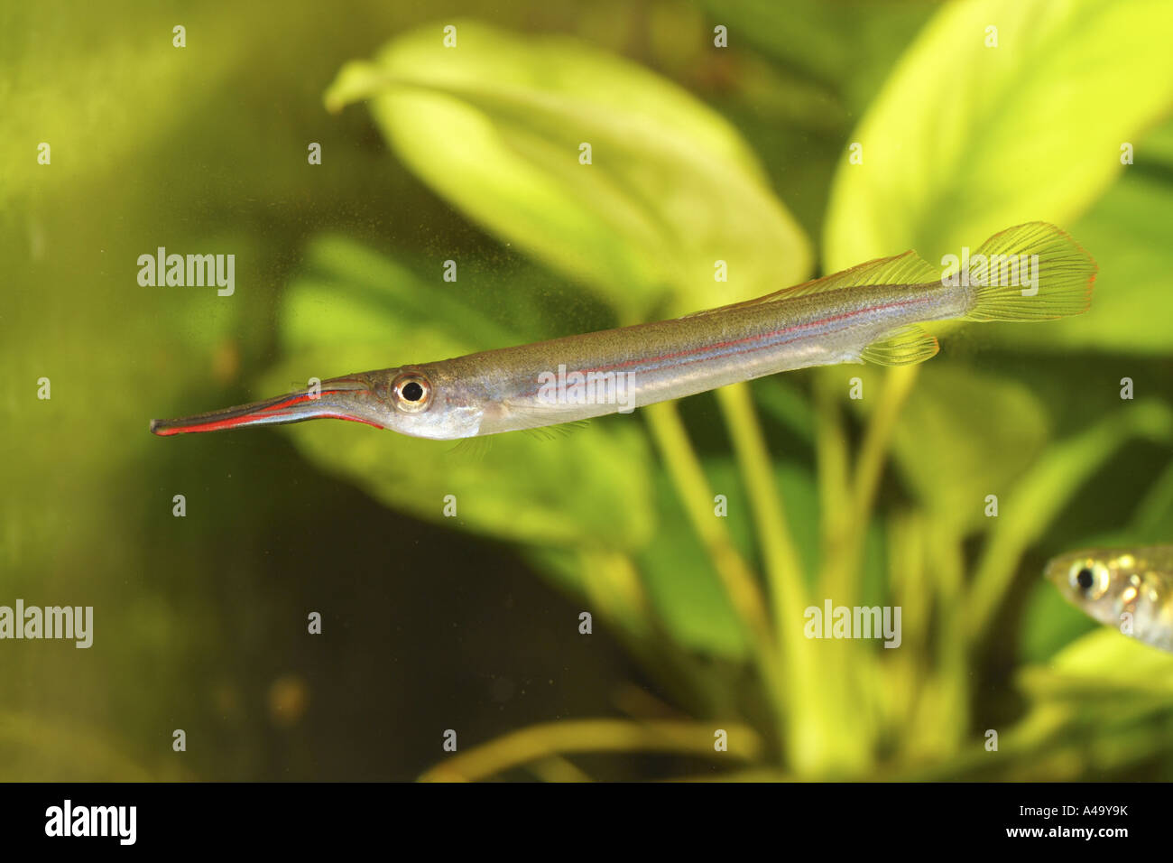 Long Finned Halfbeak,  Slim Halfbeak (Hemirhamphodon phaiosoma), female 100 mm Stock Photo