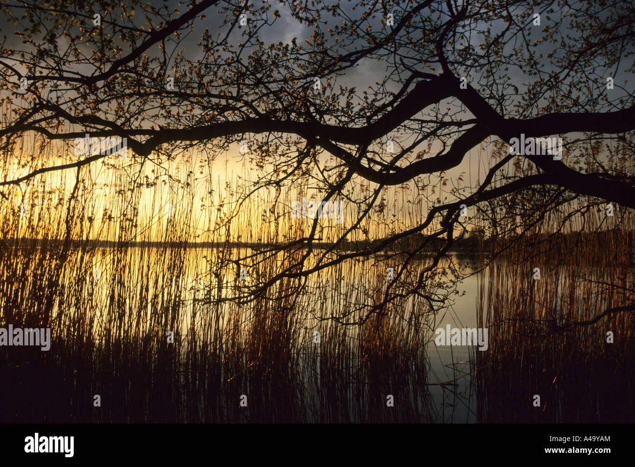 sunset at Grosser Teich, Germany, Saxony, Stock Photo Alamy