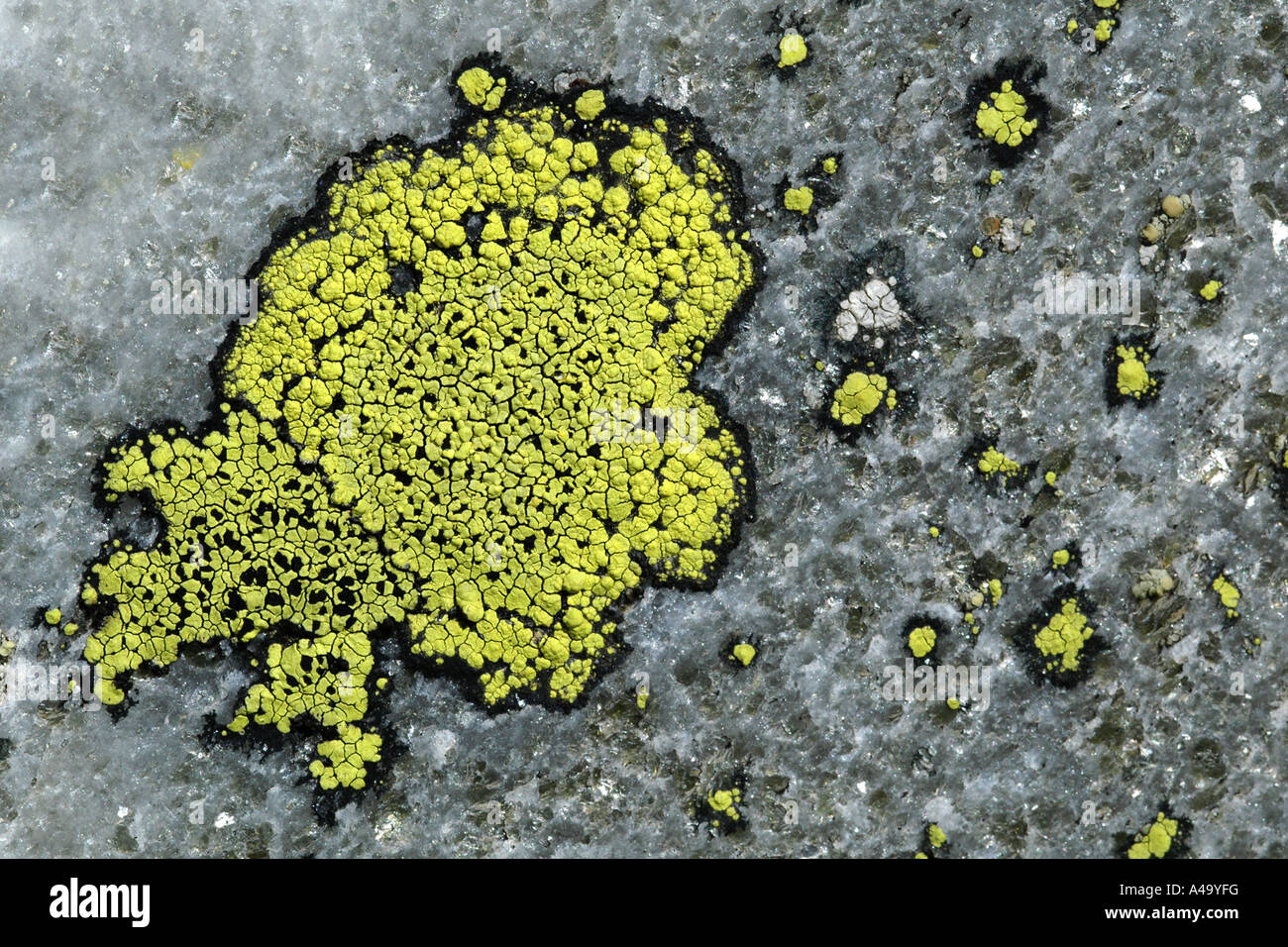 map lichen (Rhizocarpon spec.), thallus on a rock, Switzerland Stock Photo