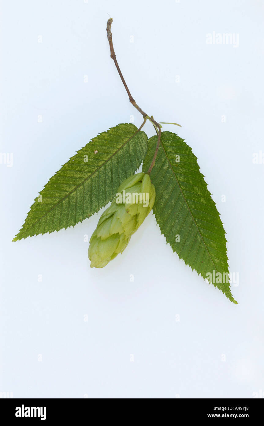 Japanese hornbeam carpinus japonica hires stock photography and images