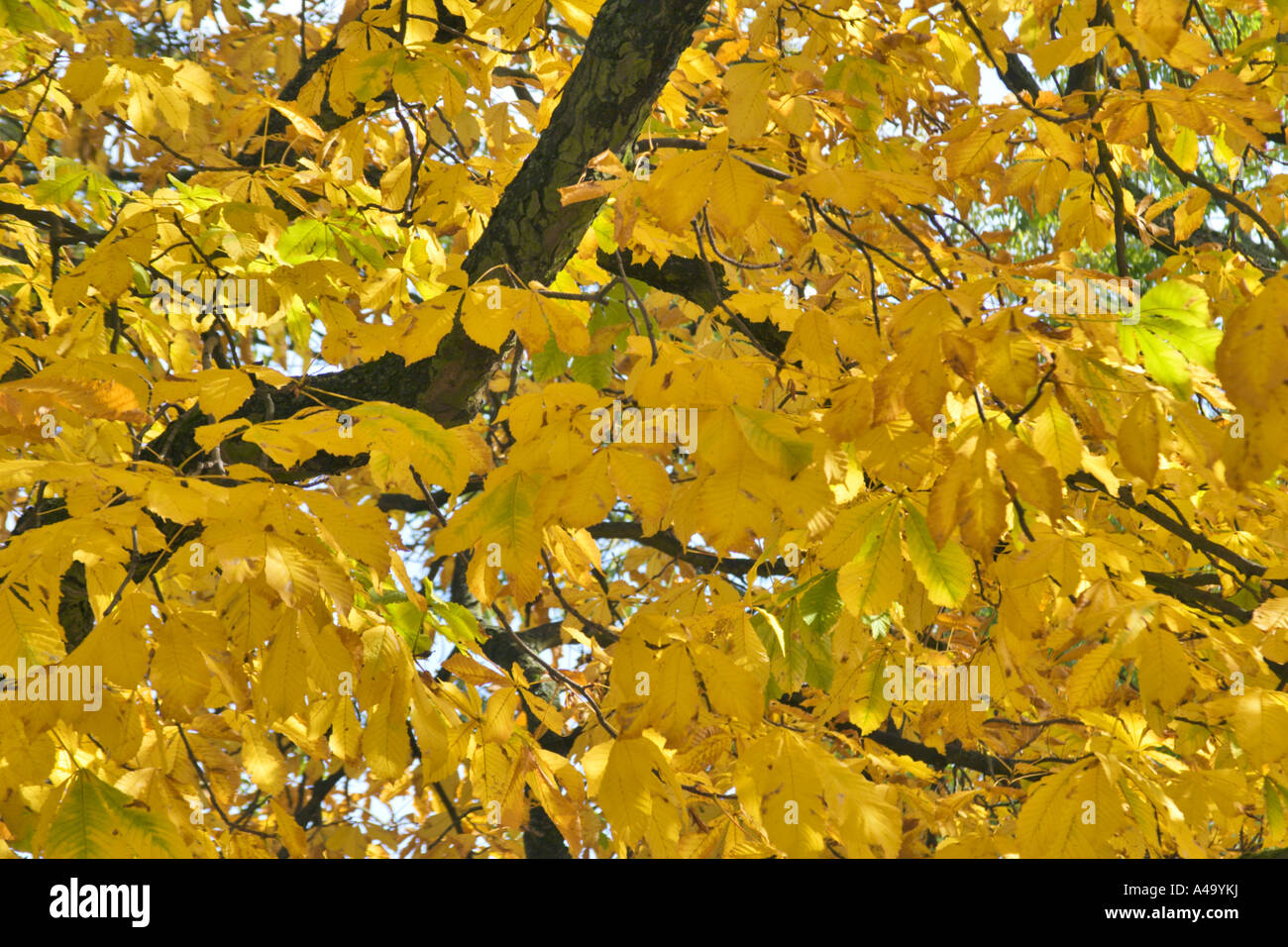 horse chestnut (Aesculus hippocastanum), leaves in autumn, Germany, Hesse Stock Photo