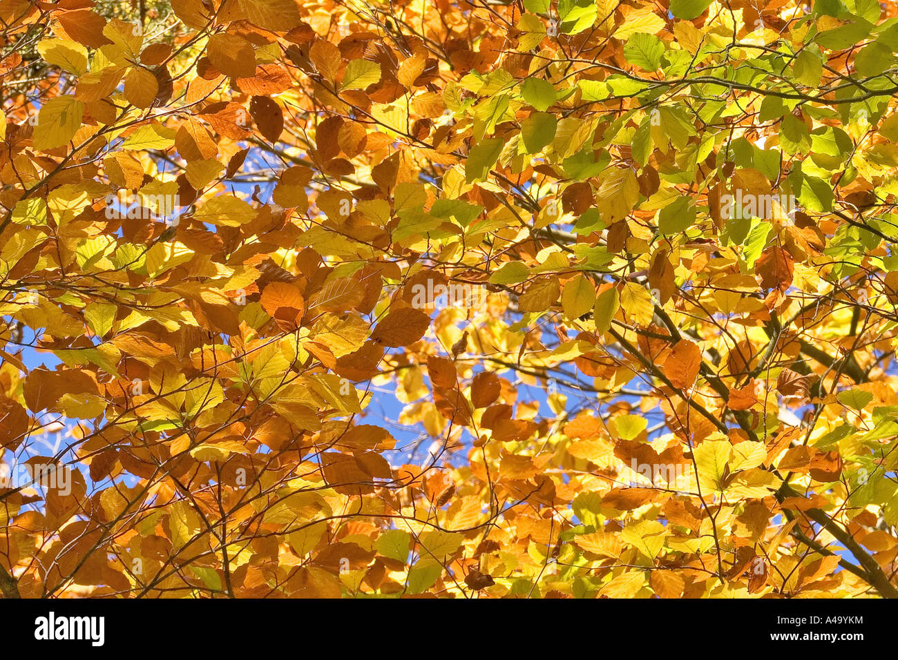 common beech (Fagus sylvatica), leaves in autumn, Germany, Eifel Stock Photo