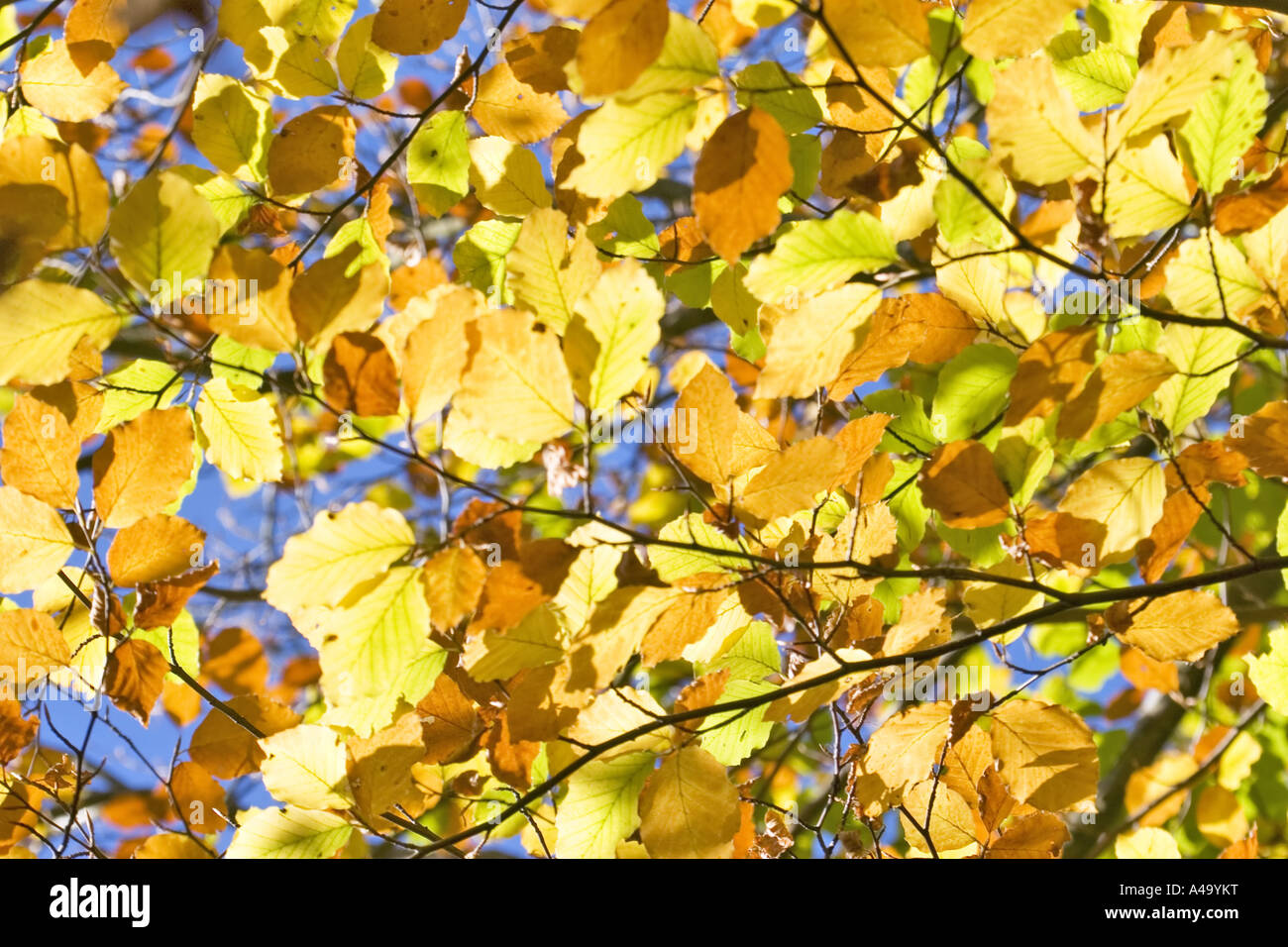 common beech (Fagus sylvatica), leaves in autumn, Germany, Eifel Stock Photo