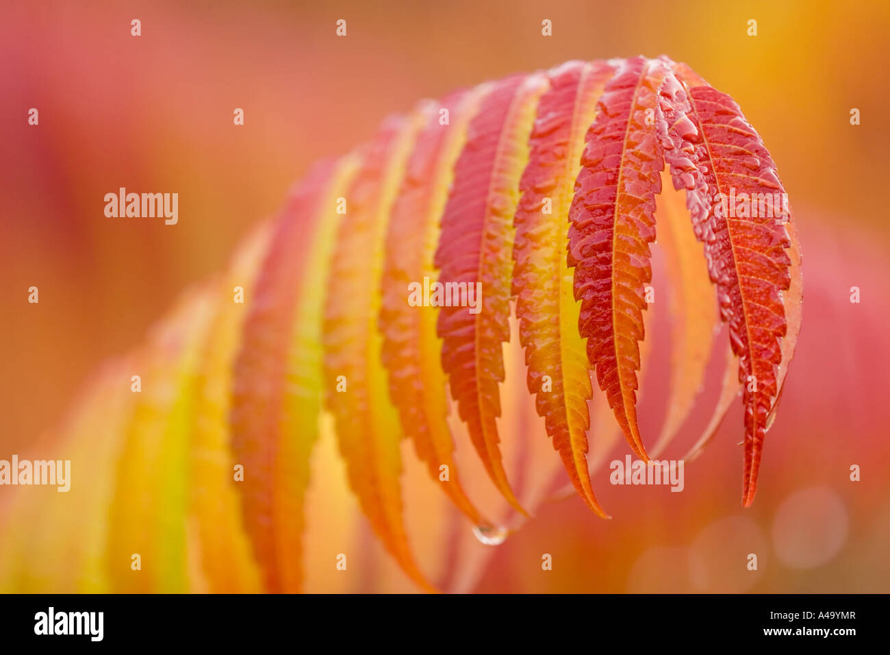 staghorn sumach, stag's horn sumach (Rhus hirta, Rhus typhina), colored leaves, Germany, Bavaria Stock Photo
