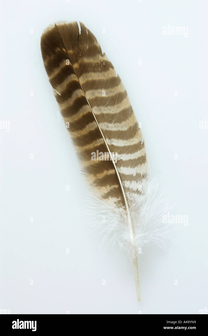 Buzzard Feather High Resolution Stock Photography And Images Alamy Socotra buzzard (buteo socotraensis) is a medium to large bird of prey that is sometimes considered a subspecies of the. https www alamy com common buzzard european buzzard image6275480 html