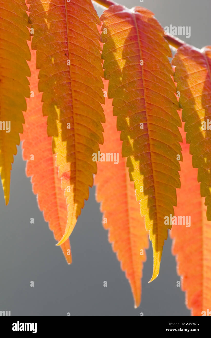 staghorn sumach, stag's horn sumach (Rhus hirta, Rhus typhina), colored leaves, Germany, Bavaria Stock Photo