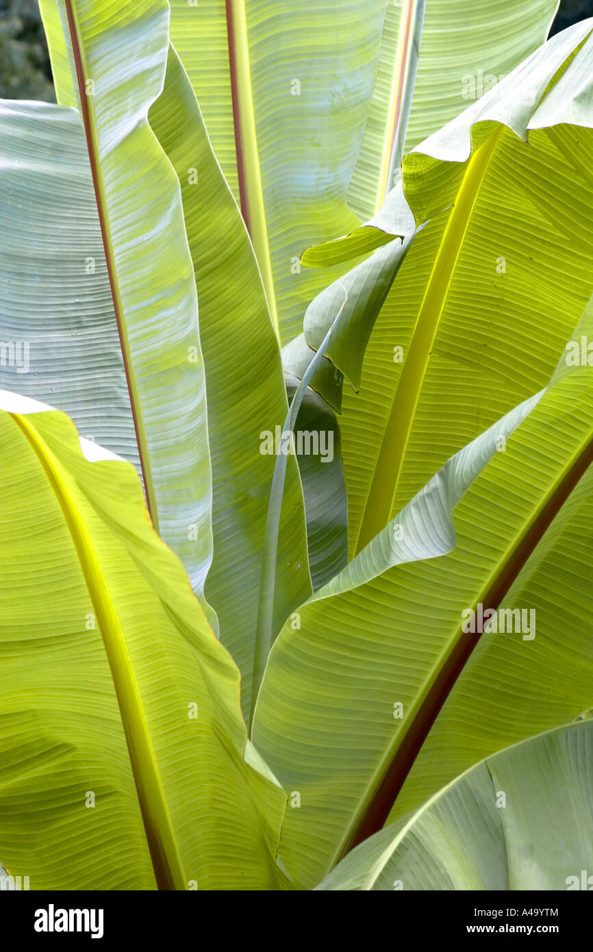 banana (Musa paradisiaca, Musa x paradisiaca), leaves Stock Photo