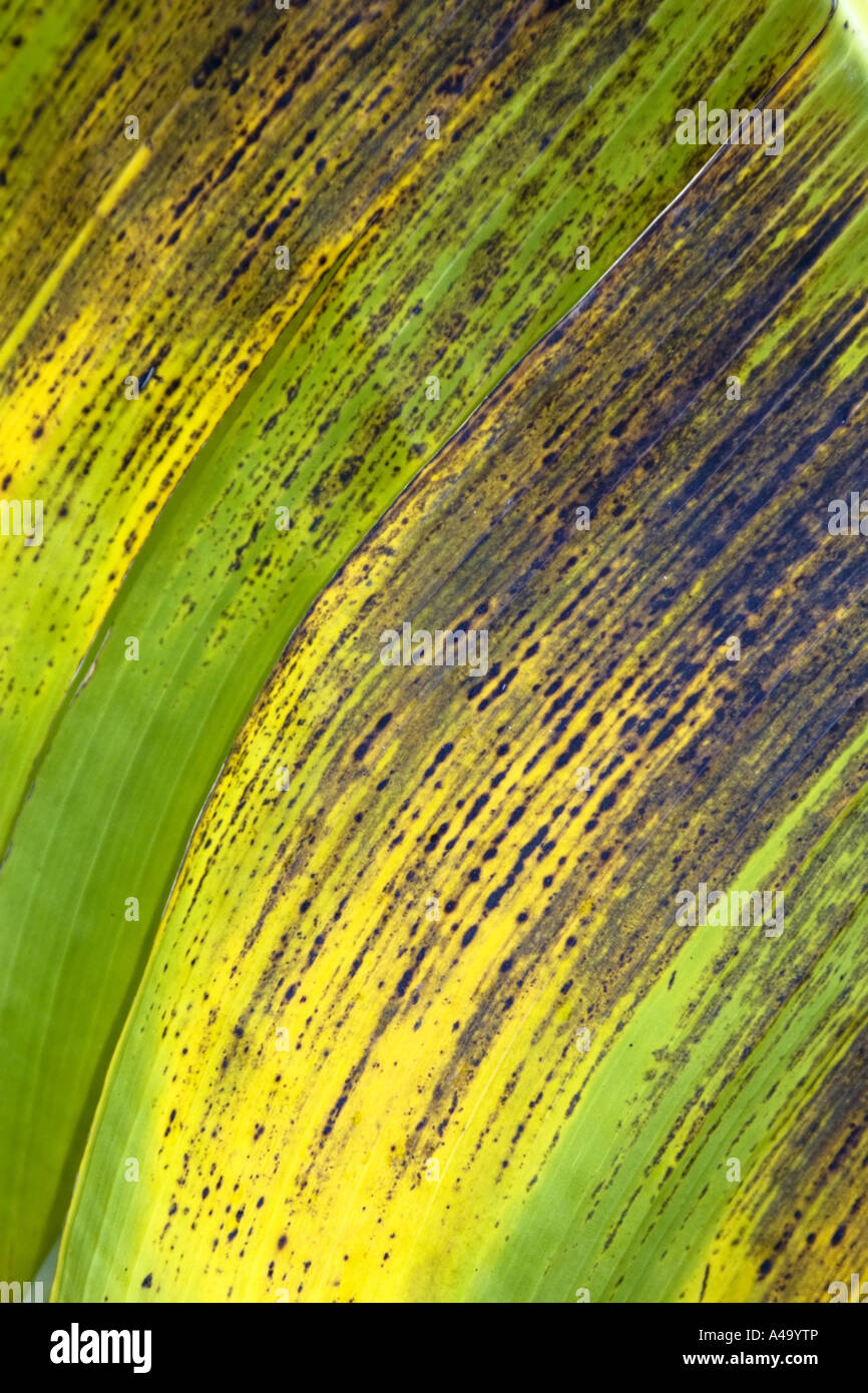 banana (Musa paradisiaca, Musa x paradisiaca), leaf, structure Stock Photo