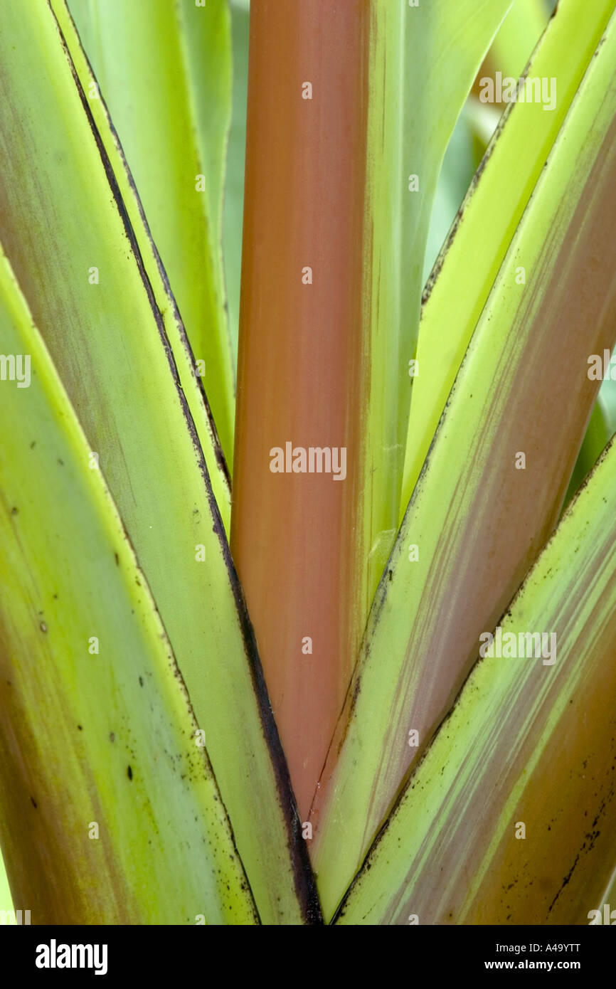 banana (Musa paradisiaca, Musa x paradisiaca), leaf stalk Stock Photo
