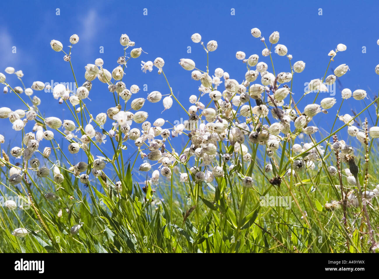bladder campion, campion (Silene vulgaris, Silene inflata), blooming, Italy, Suedtirol, Dolomites Stock Photo