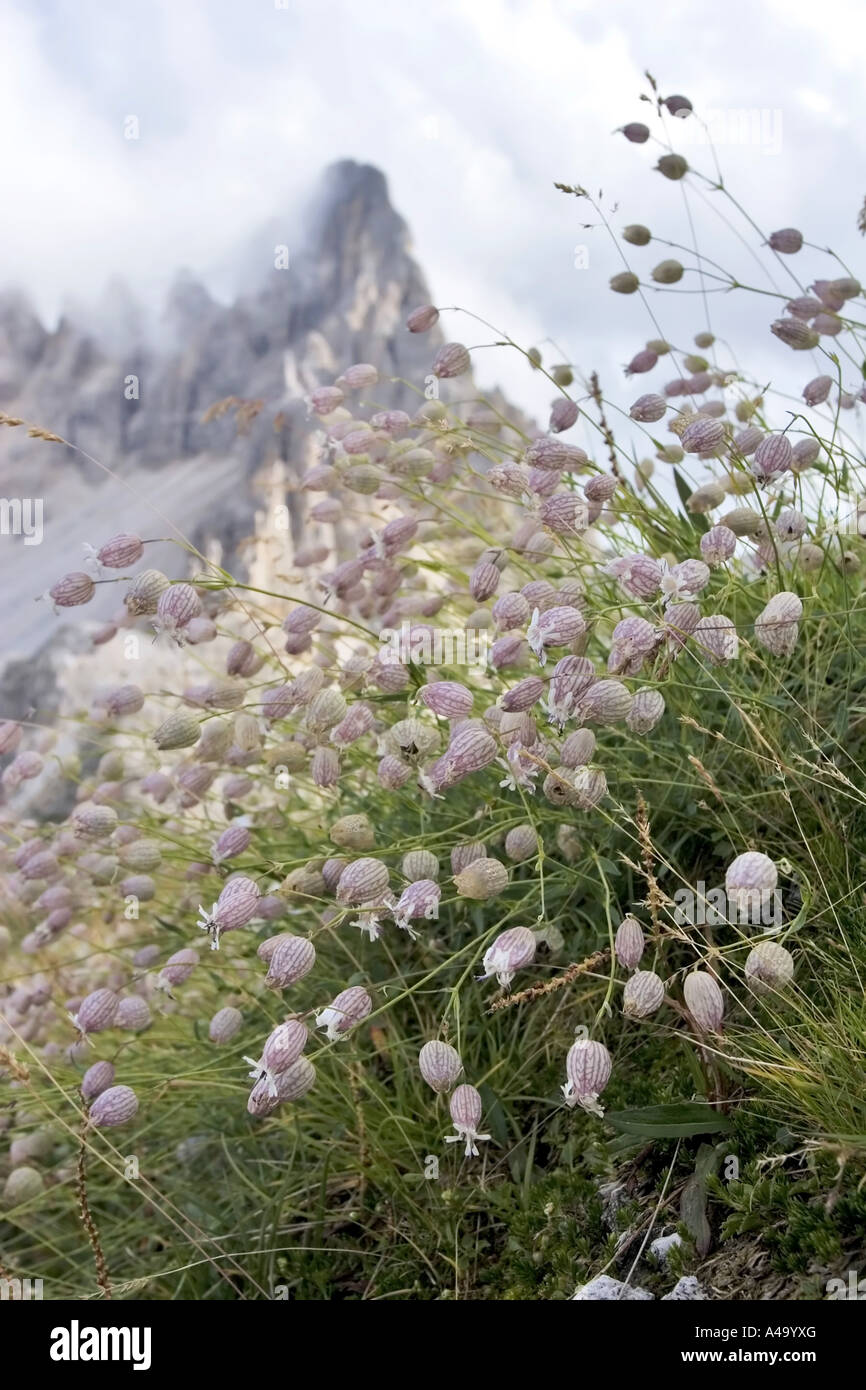 bladder campion, campion (Silene vulgaris, Silene inflata), blossoms for mountain scenery, Italy, Suedtirol, Dolomites Stock Photo