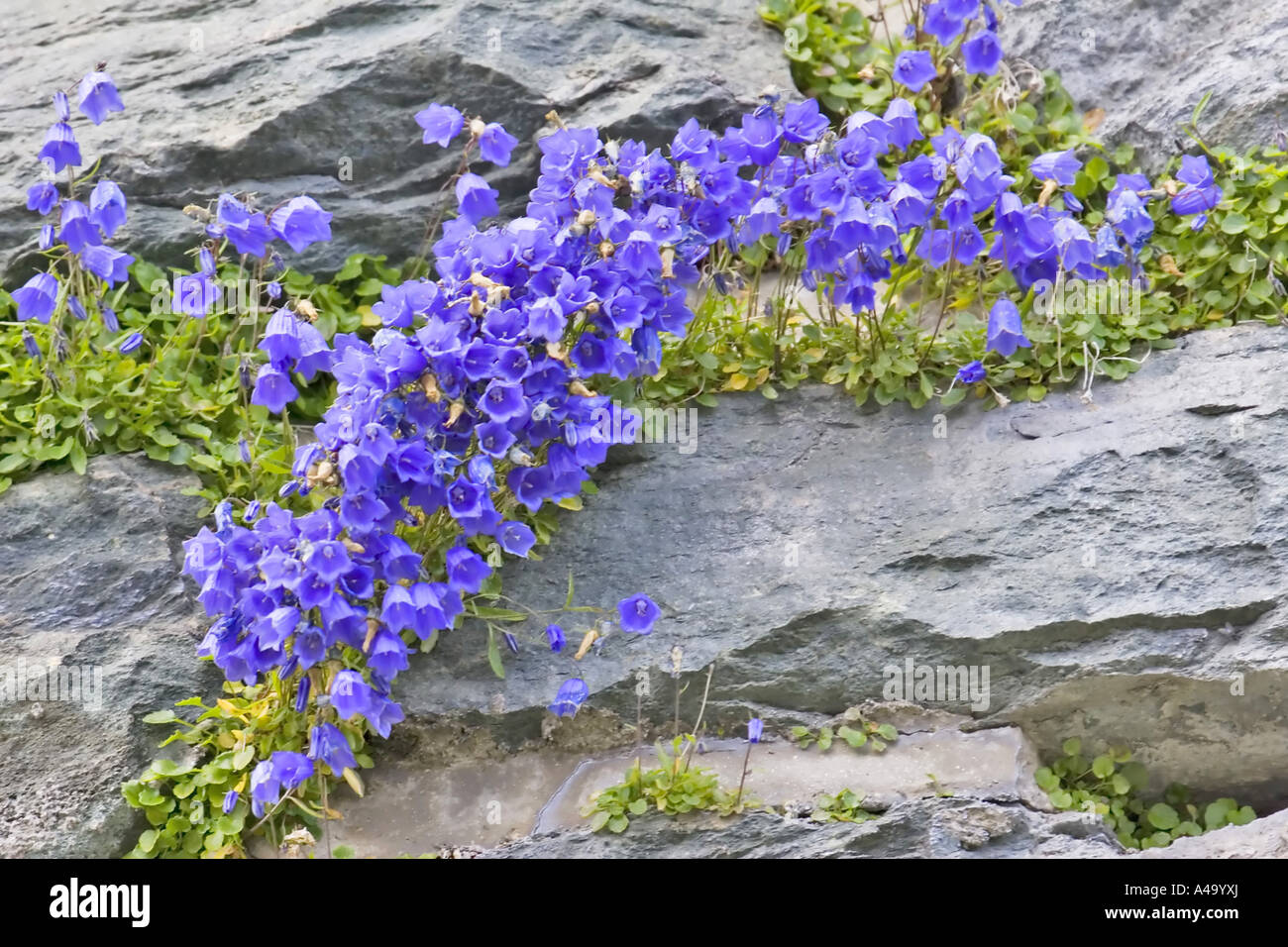 fairies thimbles (Campanula cochleariifolia), inflorescence at cliff-dwelling, Italy, Suedtirol, Dolomites Stock Photo
