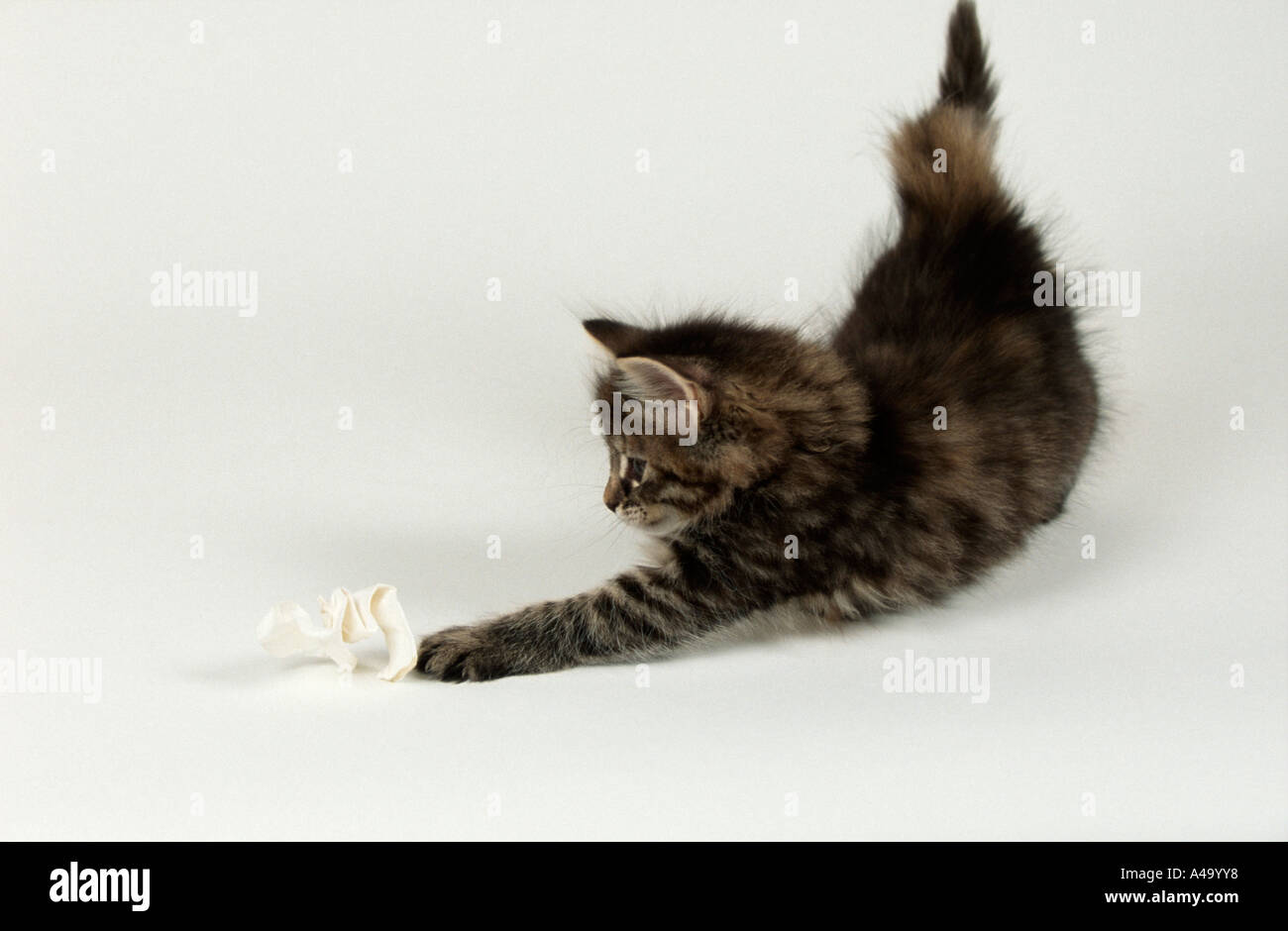 Norwegian Forest Cat Stock Photo