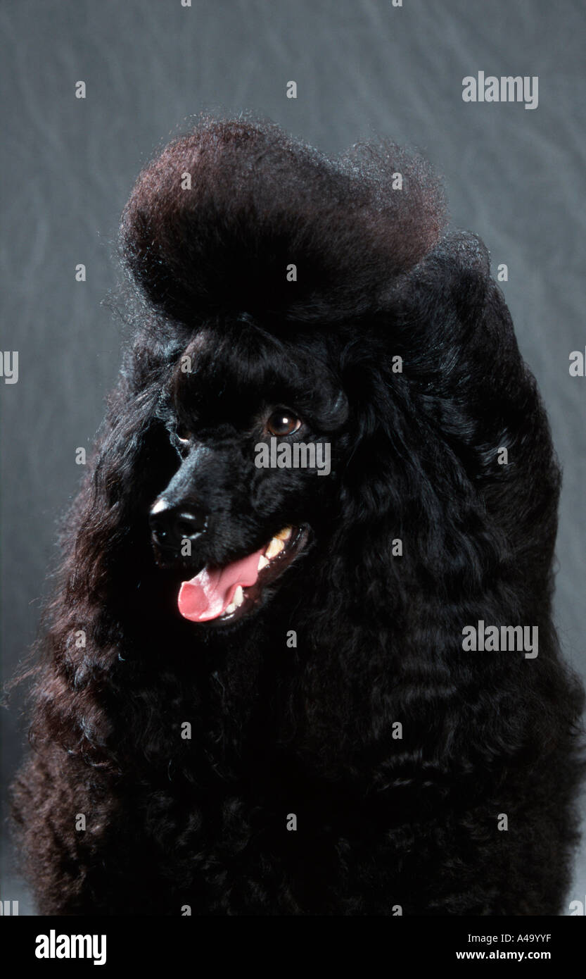 Poodle Stock Photo