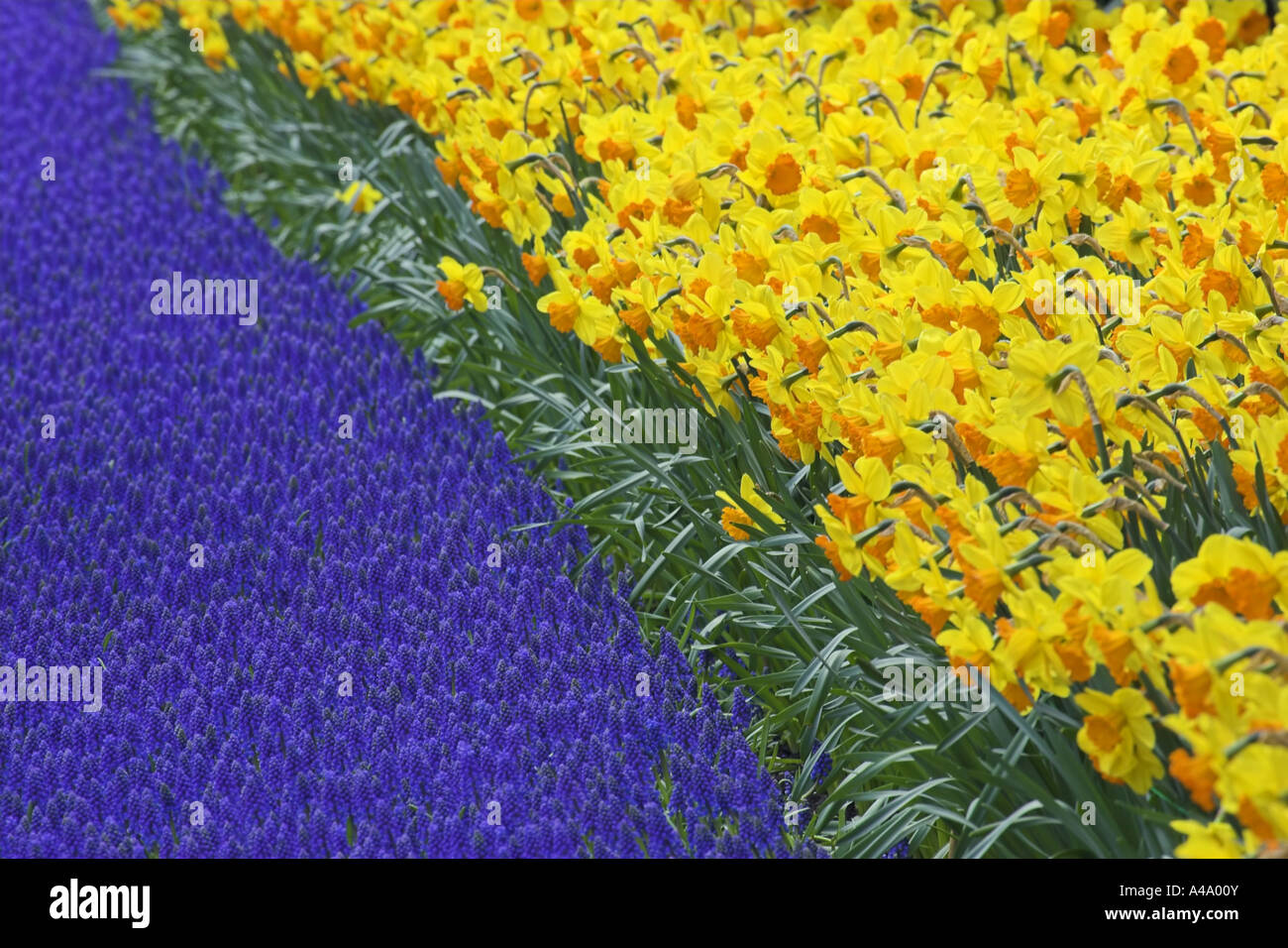 daffodil (Narcissus spec.), flower carpet in springtime, with grape hyacinthe, Muscari