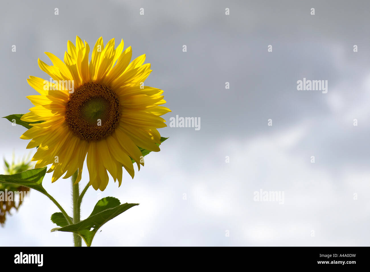 common sunflower (Helianthus annuus), inflorescence against cloudy sky, Germany, NRW Stock Photo
