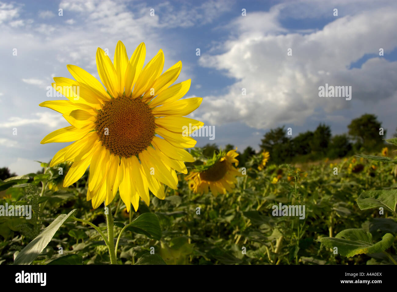 common sunflower (Helianthus annuus), sunflower field, Germany, NRW Stock Photo