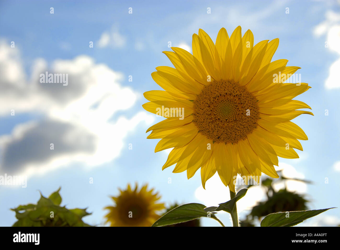 common sunflower (Helianthus annuus), inflorescence, Germany, NRW Stock Photo