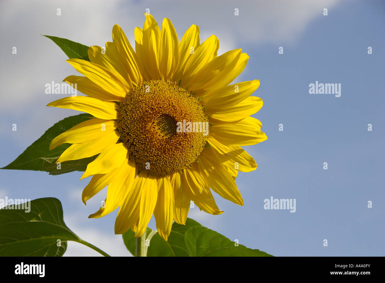 common sunflower (Helianthus annuus), inflorescence, Germany, NRW Stock Photo
