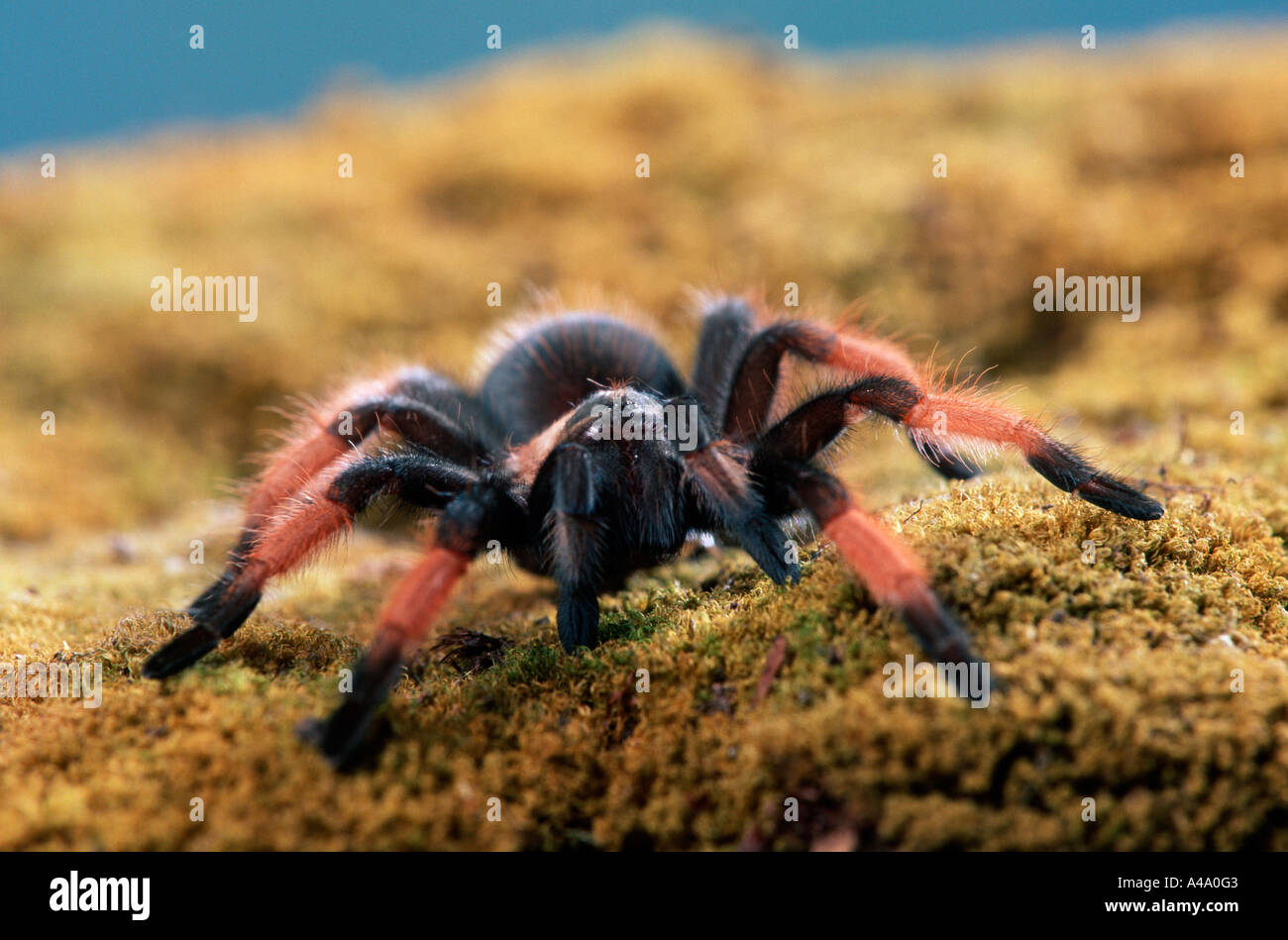 Mexican Redleg Tarantula Stock Photo - Alamy