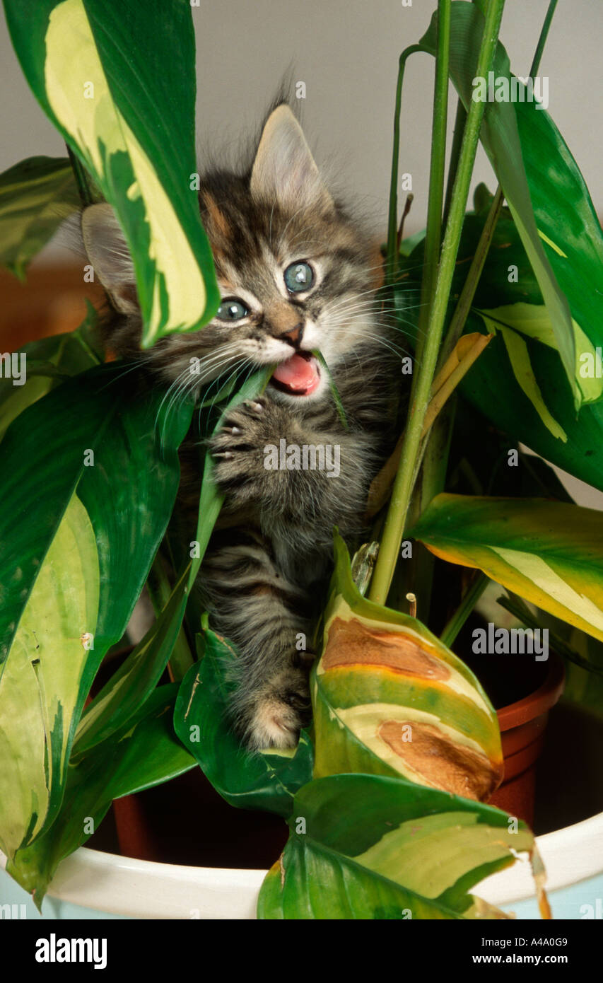 Norwegian Forest Cat Stock Photo