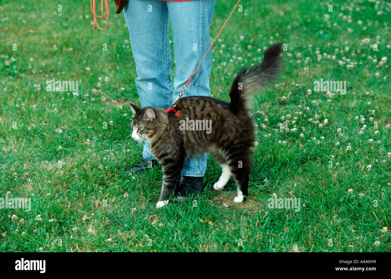 Norwegian Forest Cat Stock Photo Alamy