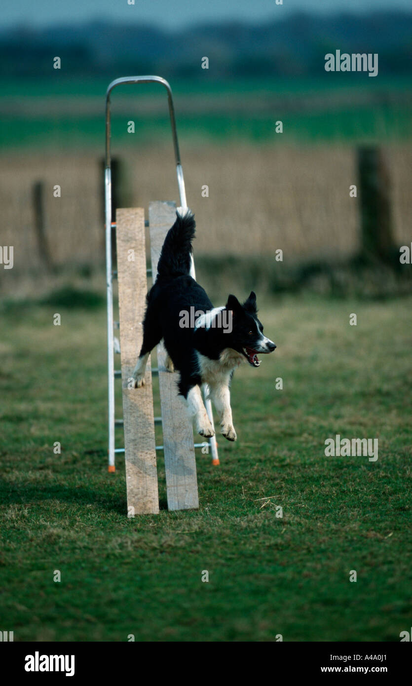 Border Collie Stock Photo