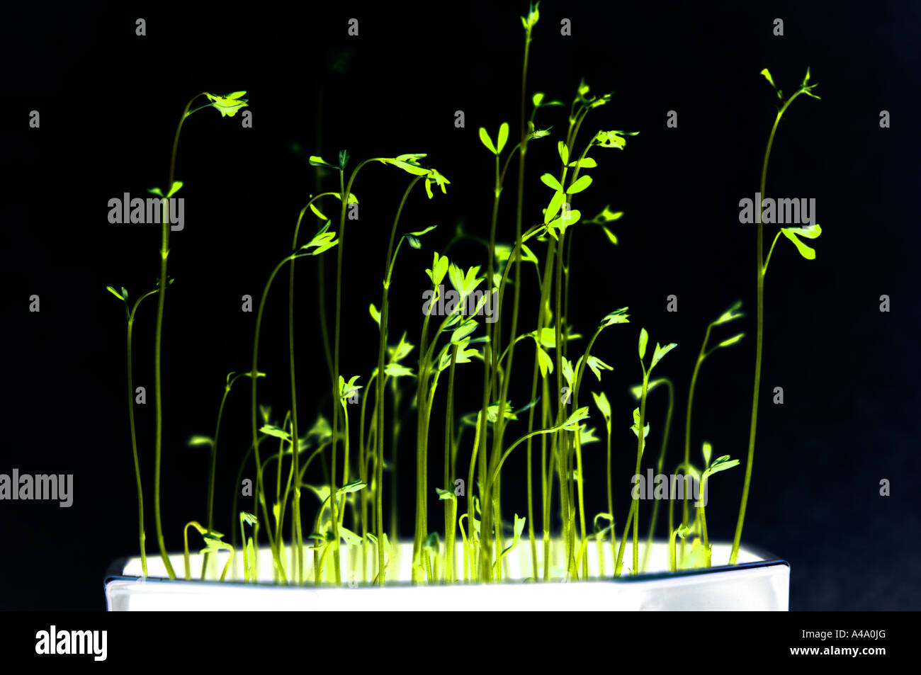 negative effect on a lentils plant Stock Photo