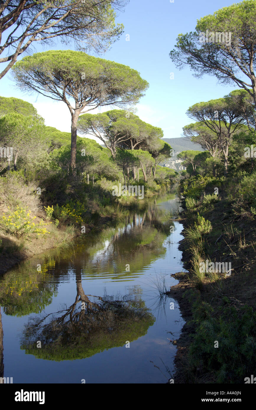 umbrella pine (Pinus pinea), pine forest in the Maremma, Italy, Tuscany, Maremma Stock Photo