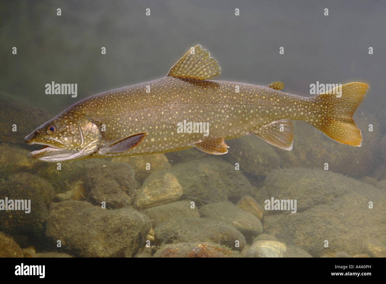 American lake trout, Great Lake trout, lake trout (Salvelinus namaycush